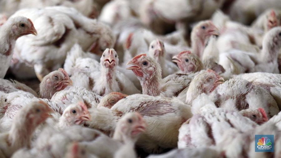 Peternak memanen telur ayam di peternakan kawasan Gunung Sindur, Bogor, Jawa Barat, Selasa (18/2/2020). Pemerintah resmi menaikkan harga acuan daging dan telur ayam ras untuk mengimbangi penyesuaian tingkat harga di pasar yakni harga telur ayam di tingkat peternak dinaikkan dari Rp18 ribu-Rp20 ribu per kg menjadi Rp19 ribu-Rp21 ribu per kg sedangkan daging ayam ras dinaikkan dari Rp18 ribu-Rp19 ribu per kg menjadi Rp19 ribu-Rp20 ribu per kg. Lukman 45 tahun Peternak  mengatakan kenaikan harga tersebut sebagai hal yang positif. Sebab, bila tidak hal itu tentu dirasakan merugikan. Pasalnya, saat ini nilai tukar dolar terhadap rupiah tengah menguat dan mempengaruhi berbagai hal, termasuk biaya transportasi.
 (վ/Muhammad Sabki)