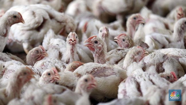 Demand Daging Ayam Tinggi Jadi Masuk Saham Unggas Nih