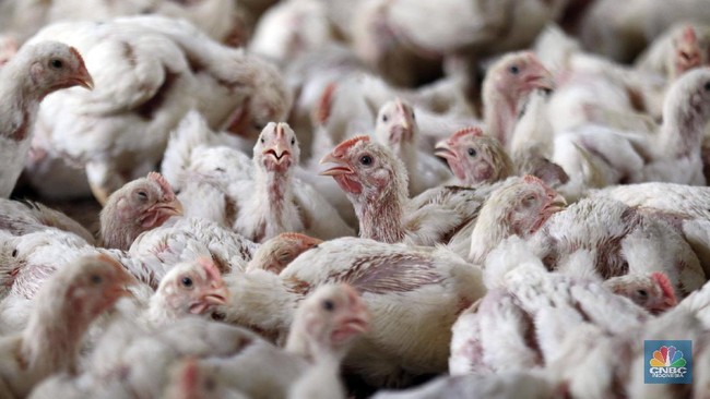 Peternak Ayam Broiler Teriak Rugi, Modal Rp22.000/Kg Dijual Rp16.000