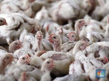 Indonesia Terancam Impor Ayam, Peternak RI Menjerit!