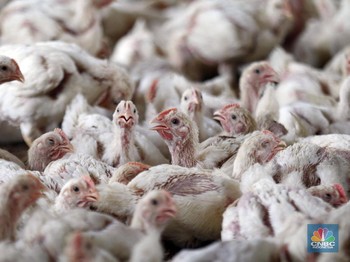 Singapura Krisis, RI Malah Swasembada Ayam Besar-Besaran