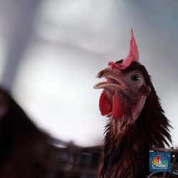 Harga Daging Ayam Terbang Imbas Perang Rusia-Ukraina