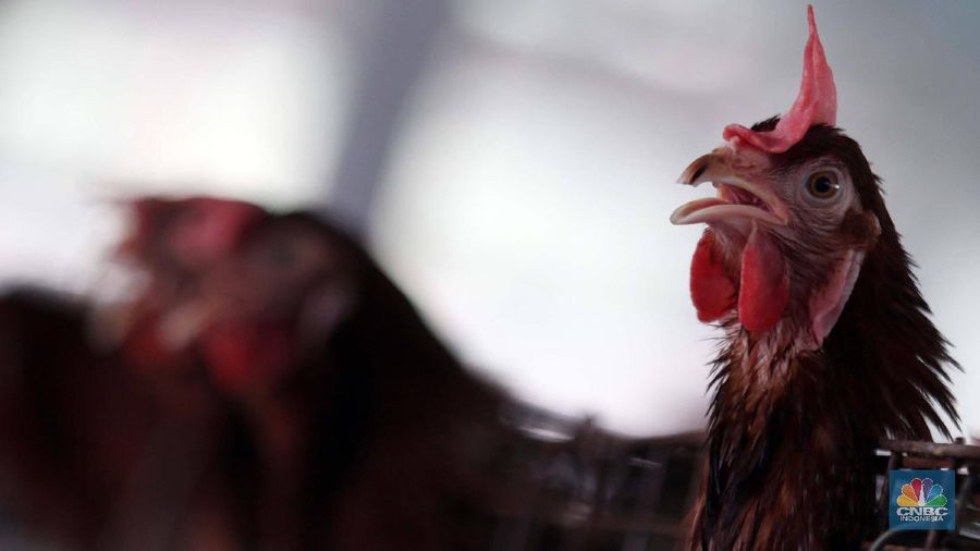Peternak memanen telur ayam di peternakan kawasan Gunung Sindur, Bogor, Jawa Barat, Selasa (18/2/2020). Pemerintah resmi menaikkan harga acuan daging dan telur ayam ras untuk mengimbangi penyesuaian tingkat harga di pasar yakni harga telur ayam di tingkat peternak dinaikkan dari Rp18 ribu-Rp20 ribu per kg menjadi Rp19 ribu-Rp21 ribu per kg sedangkan daging ayam ras dinaikkan dari Rp18 ribu-Rp19 ribu per kg menjadi Rp19 ribu-Rp20 ribu per kg. Lukman 45 tahun Peternak  mengatakan kenaikan harga tersebut sebagai hal yang positif. Sebab, bila tidak hal itu tentu dirasakan merugikan. Pasalnya, saat ini nilai tukar dolar terhadap rupiah tengah menguat dan mempengaruhi berbagai hal, termasuk biaya transportasi.
 (CNBC Indonesia/Muhammad Sabki)