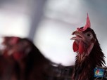 Harga Daging Ayam Terbang Imbas Perang Rusia-Ukraina