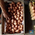 Ku Menangis... Harga Telur Kian Tipis, Pedagang Makin Miris!
