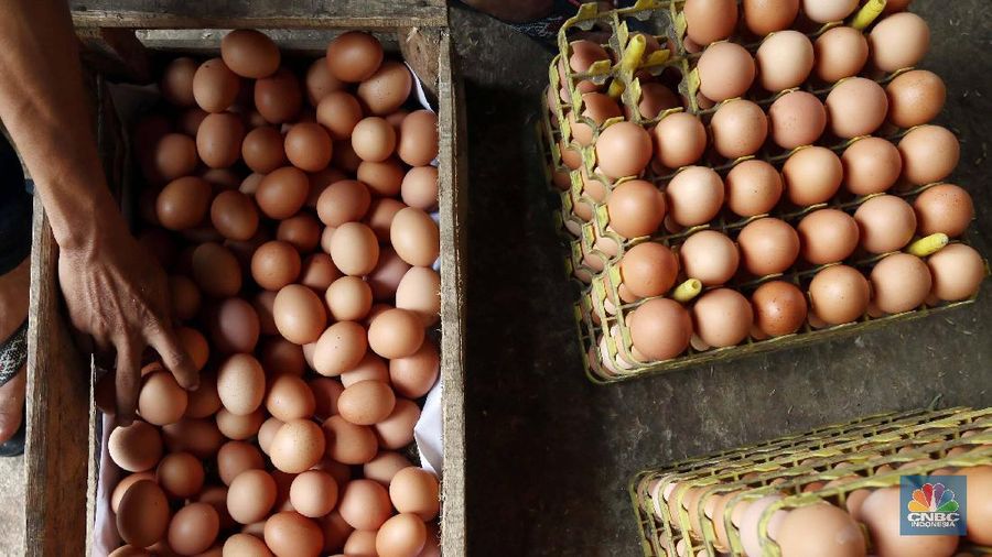 Telur Ayam (վ/Muhammad Sabki)