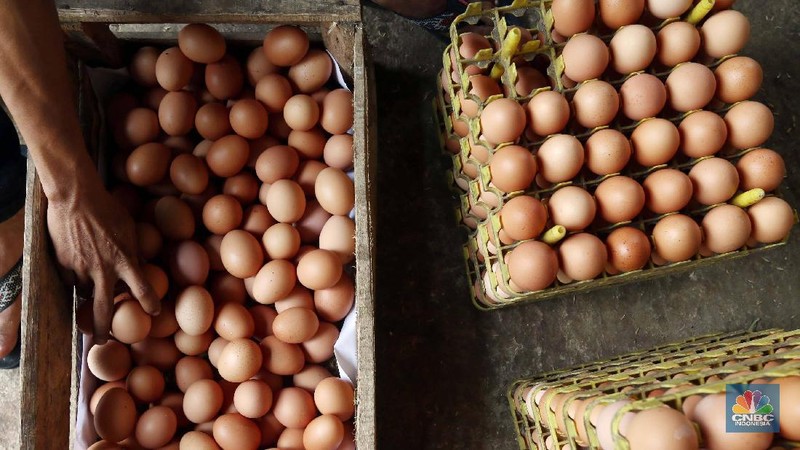 Telur-telur produksi di sini biasanya disitribusikan untuk wilayah Bogor dan Jakarta.