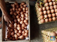 Sering Makan Telur, Baik atau Buruk Buat Tubuh?