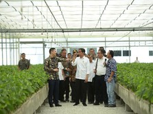 Kapan RI Evakuasi WNI di Diamond Princess? Jokowi: Secepatnya