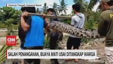 VIDEO: Salah Penanganan, Buaya Mati Usai Ditangkap Warga
