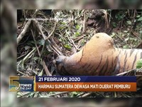 Vaksin Penyembuh Virus Corona hingga Harimau Sumatera Dijerat