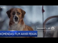 The Call of The Wild, Rekomendasi Film Akhir Pekan Ini