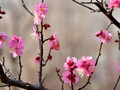 Musim Mekar Pohon Plum yang Tak Kalah Indah dari Sakura