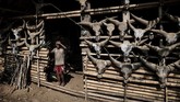 Seorang anggota Suku Naga berdiri di depan rumahnya yang dihiasi tengkorak kepala banteng yang berada di Lahel, kawasan Sagaing, Myanmar. (Ye Aung THU / AFP)