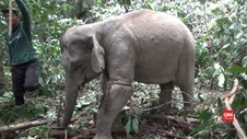 VIDEO: Evakuasi Gajah DI Aceh Timur