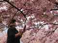 Rela Keluar Rumah Demi Mekar Sakura dan Hangat Mentari