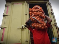 Harga Bawang Bombay Meroket, Tanda-Tanda Apa?