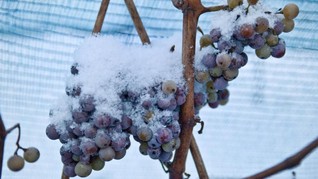 Tak Ada Ice Wine German Karena Musim Dingin yang 'Hangat'