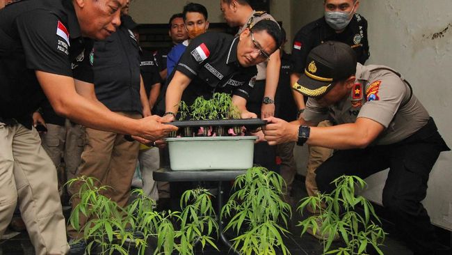 Ganja Hidroponik Surabaya, Tersangka Dapat Bibit dari Penjara