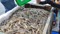 Jawaban KKP soal Udang RI Ditarik AS Lagi Gegara Tudingan Radioaktif