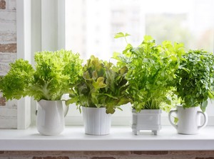 5 Tanaman yang Cocok Ada di Dapur Kamu