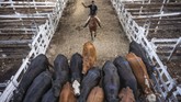 Kawanan sapi di Mercado de Liniers, Buenos Aires, pasar ternak terbesar di Argentina. (AP Photo/Victor R. Caivano)