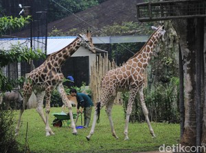 Kemenhut Ambil Alih Perawatan Satwa Kebun Binatang Bandung