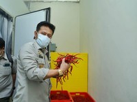 Kementan Pantau Ketat Pasokan Cabai di Tengah Pandemi Corona