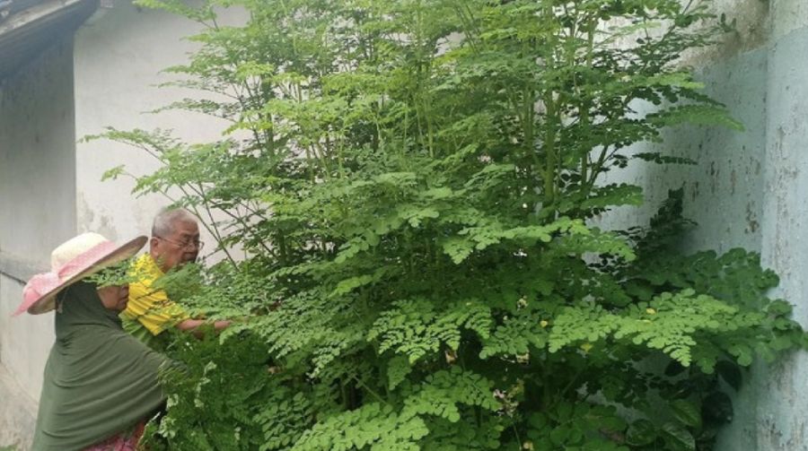 Penanam daun kelor di Magetan(Foto: Sugeng Harianto/Detikcom)