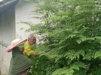Daun Kelor Ampuh Sembuhkan 8 Penyakit ini, Termasuk Diabetes
