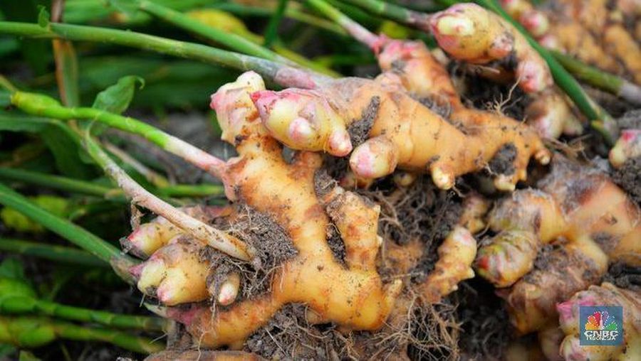 Kepala Balai Penelitian Tanaman Rempah dan Obat (Balittro) menilai temulawak, jahe, dan kunyit bisa meningkatkan daya tahan tubuh.