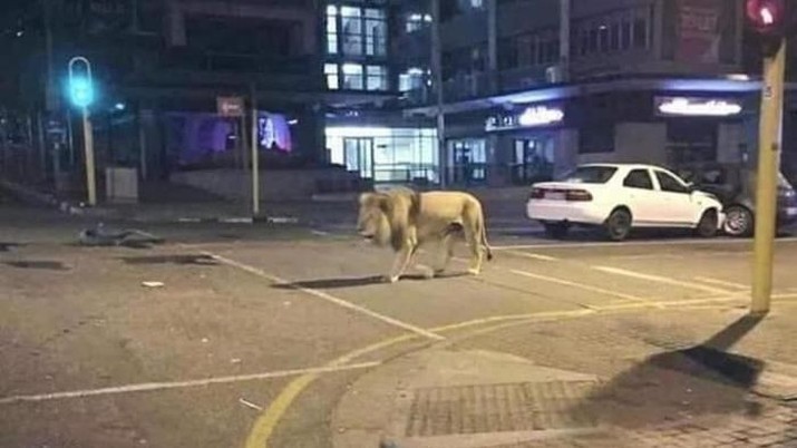 Hoax! Rusia Lepas Singa & Harimau Untuk Cegah Warga Keluar Presiden Rusia Vladimir Putin mengerahkan singa dan harimau untuk menakut-nakuti warga agar tidak keluar di tengah wabah Corona. Benarkah?