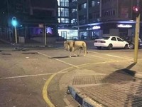 Hoax! Rusia Lepas Singa & Harimau Untuk Cegah Warga Keluar