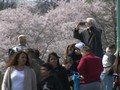 VIDEO: Pandemi Corona, Warga AS Tetap Datangi Taman Sakura