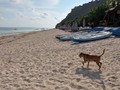 Pantai Pandawa, Bali Zoo, dan GWK Tutup Hingga Akhir Bulan