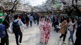 Di taman Ueno, bukan hanya penduduk Jepang yang menikmati sakura. Para wisatan asing pun sembari mengenakan kimono berjalan-jalan dan berpose. (Photo by Behrouz MEHRI / AFP)