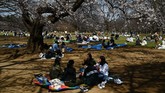 Bagi masyarakat Jepang, tradisi hanami juga biasa ditandai dengan kebiasaan 'melonggarkan dompet' atau mengeluarkan uang untuk berbelanja. Pandemi corona menyebabkan tradisi ini layu tahun ini. (Photo by CHARLY TRIBALLEAU / AFP)
