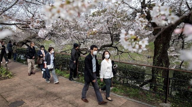 cara menggambar bunga sakura dengan pensil 6 Cara  Nikmati Mekar Bunga  Sakura  dari Jepang Sampai Wuhan