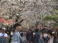 VIDEO: 'Pesta Sakura' Warga Jepang di Tengah Corona
