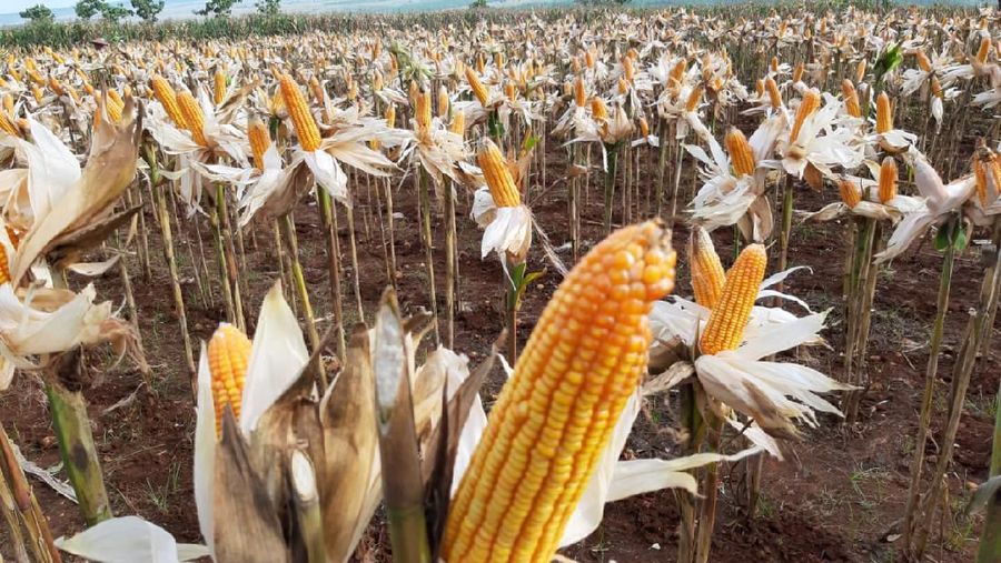 Petani harus dipastikan memperoleh juga harga jual yang layak, sehingga terjaga kesejahteraan.