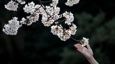 Setiap tahunnya jutaan turis dari berbagai penjuru dunia datang untuk menikmati mekar bunga sakura (hanami), yang biasanya berlangsung pada pertengahan Maret hingga awal April. (Photo by Behrouz MEHRI / AFP)