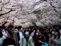 FOTO: Pikat Mekar Sakura di Tengah Pandemi Corona