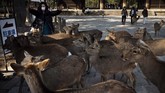 Di hari-hari normal, rusa-rusa memiliki hak istimewa bebas berkeliaran di Nara, termasuk ke toko suvenir dan restoran yang berada berdekatan dengan taman. (AP Photo/Jae C. Hong)