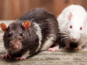 Apa Itu Hantavirus? Kenali Gejala, Cara Penularan dan Risikonya