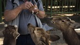 Nara memiliki kuil-kuil tujuan wisata yang terdaftar sebagai Situs Warisan Dunia UNESCO. (AP Photo/Jae C. Hong)
