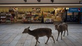 Kendati bisa bebas berkeliaran, pasokan biskuti gratis dari turis di Nara untuk rusa-rusa ini menjadi berkurang. (AP Photo/Jae C. Hong)