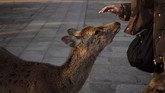Saat ada pengunjung yang membawa biskuit, rusa-rusa ini akan berkerumun dan sigap menghampiri. (AP Photo/Jae C. Hong)