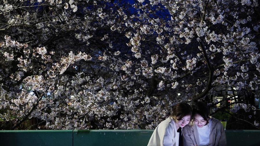 Mekarnya Bunga Sakura di Tengah Wabah Virus Corona. (AP/Jae C. Hong)