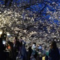 Melihat Mekar Sakura di Tengah Pandemi Corona