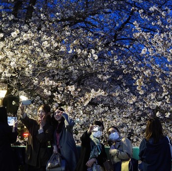 Melihat Mekar Sakura di Tengah Pandemi Corona
